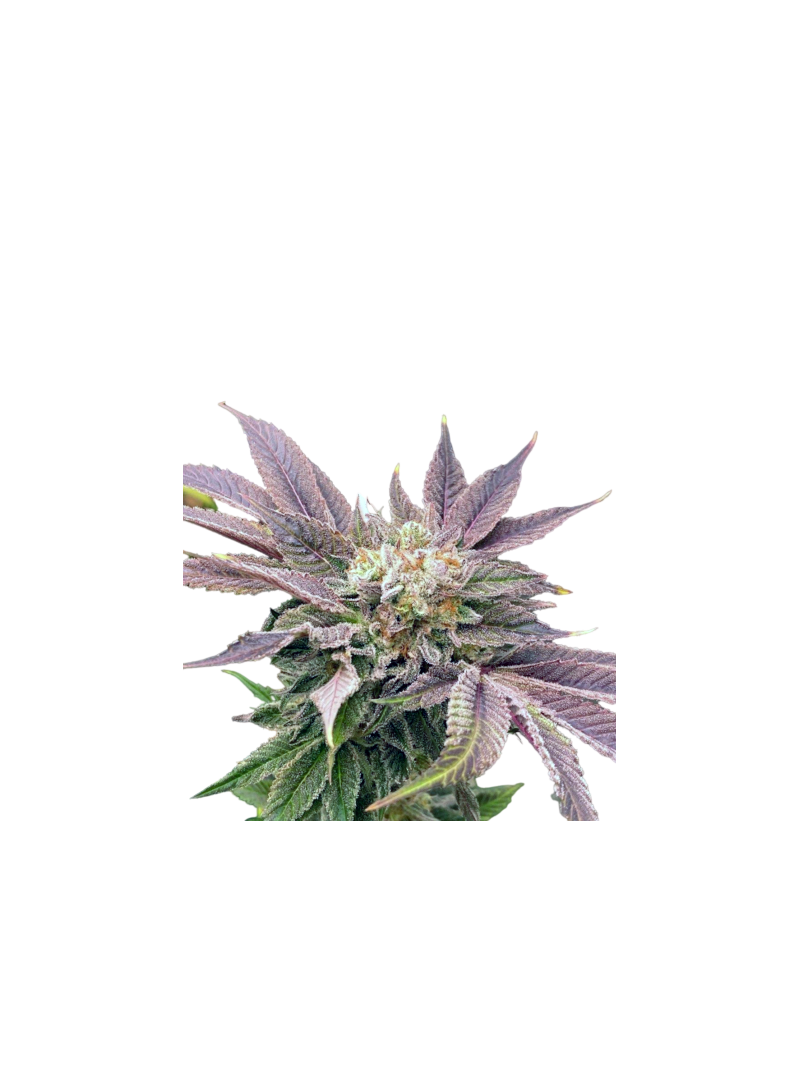 Auto Muffin genetics, Фасовка: 3+1